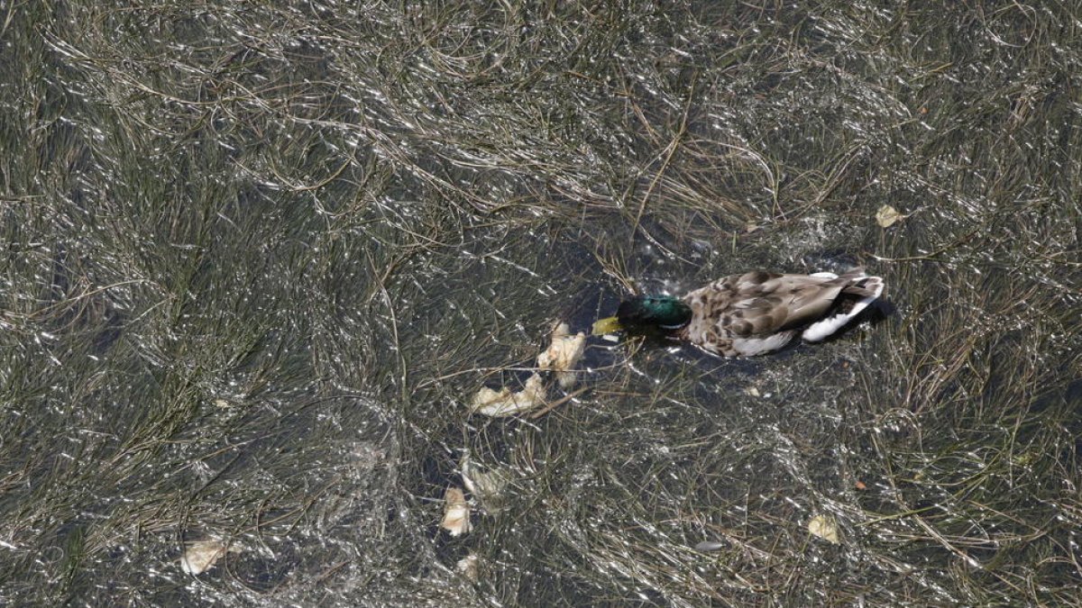 Un pato nadando entre las algas que proliferan en el Segre .