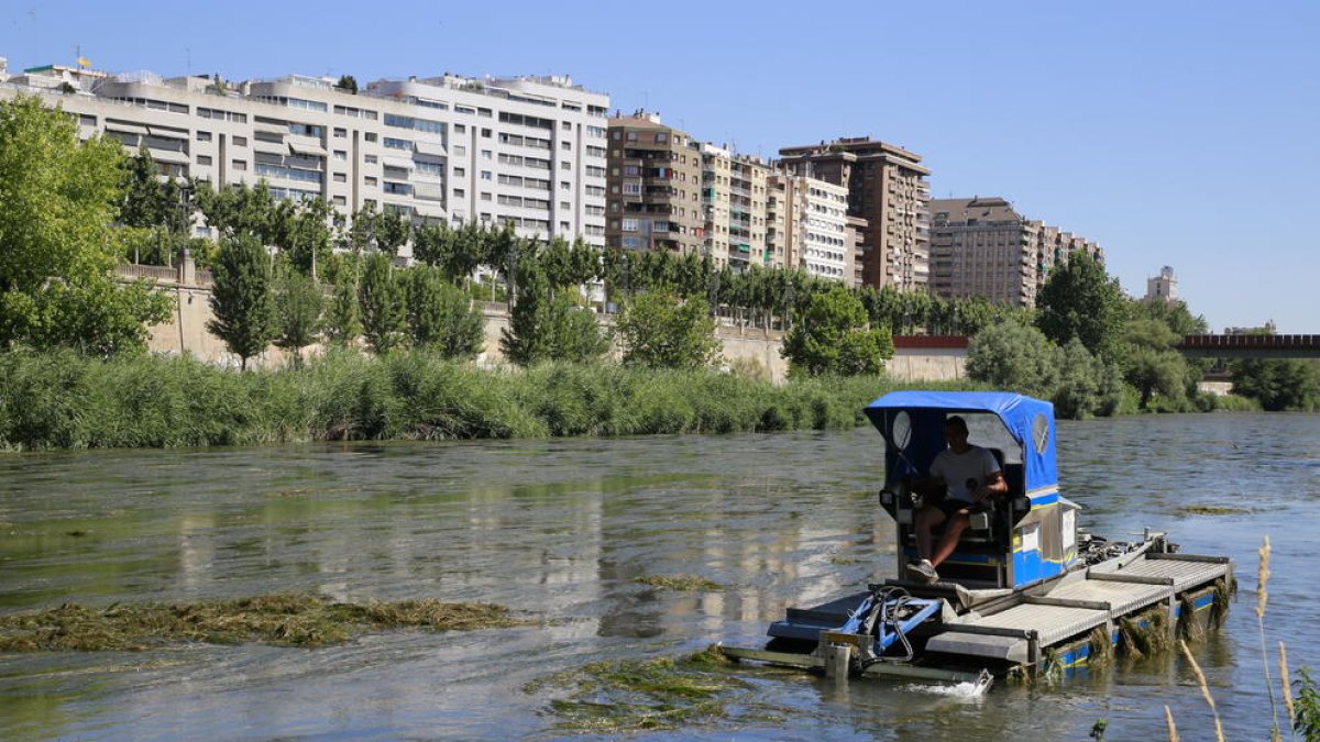 Els treballs per retirar les algues van començar dimarts.