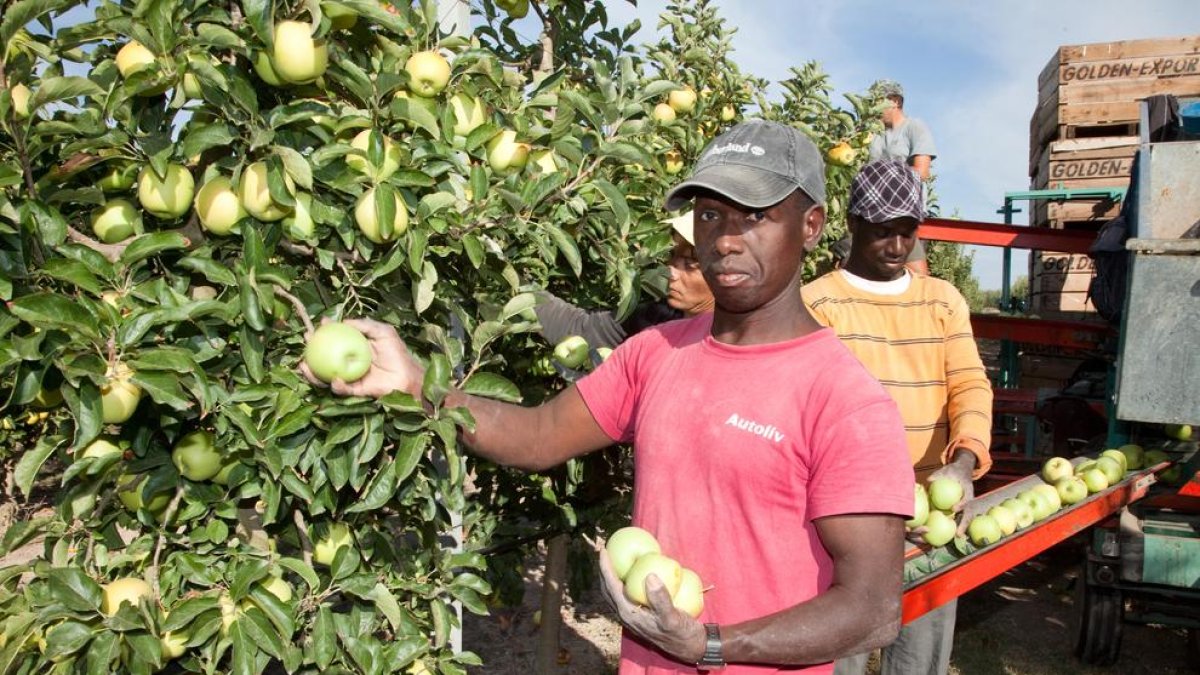 Imatge d’arxiu de collita de poma en una finca de Lleida.