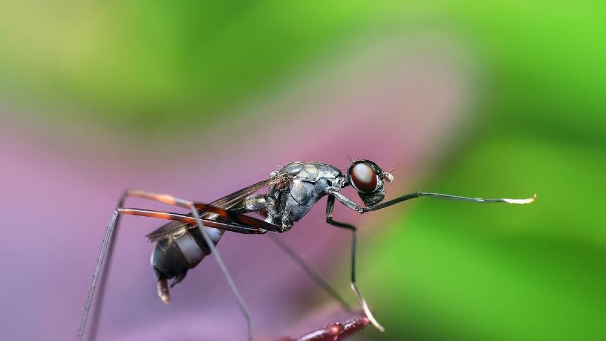 evolució de les poblacions