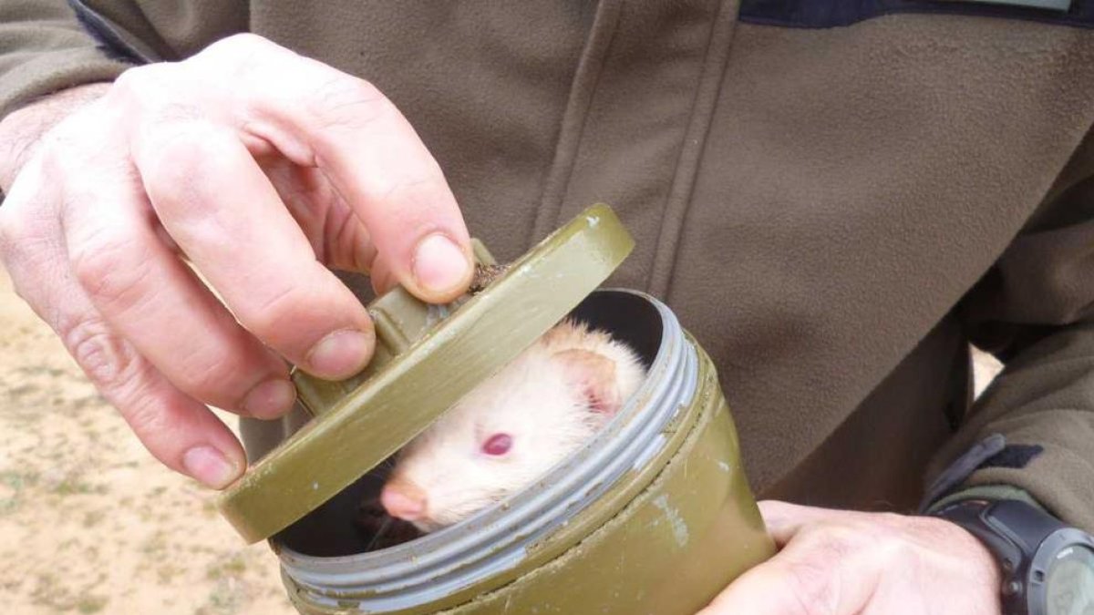 El hurón utilizado por el cazador denunciado en Cubells, y a la derecha, la embarcación de uno de los pescadores multados en Santa Anna.
