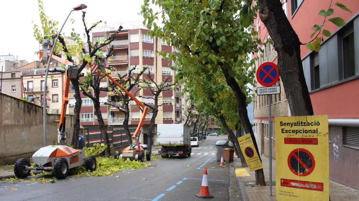 La poda dels arbres del carrer