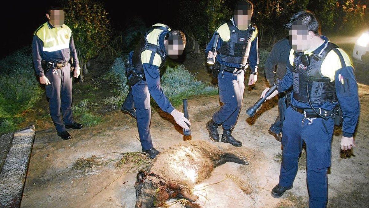 Imagen de 2009 de un jabalí abatido por urbanos tras aparecer malherido cerca de Pardinyes.