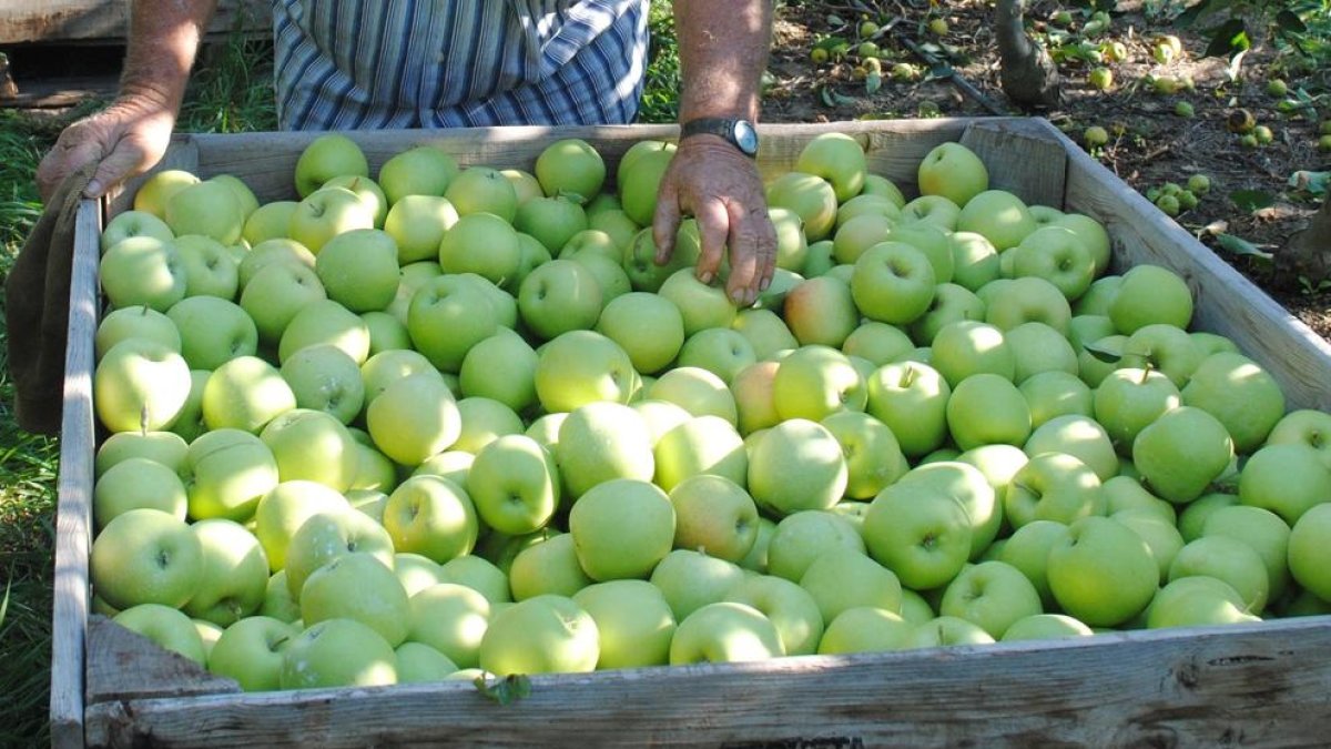 El departament d'Agricultura sol·licita al Ministeri la retirada de 3.000 tones de poma