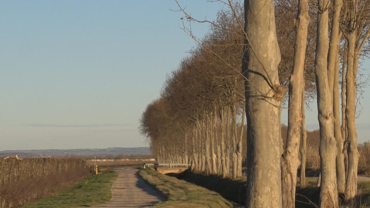 Vista dels arbres de la zona del canal d’Urgell a Bellcaire.