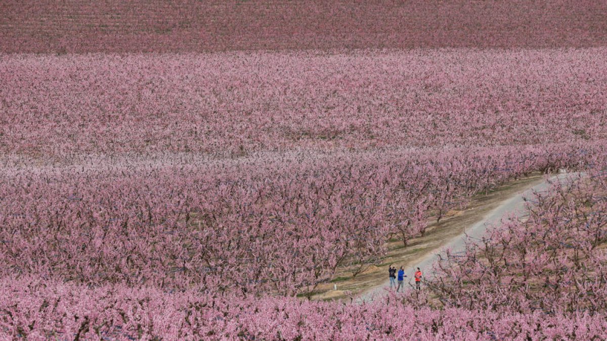 Camps florits al Baix Segre.