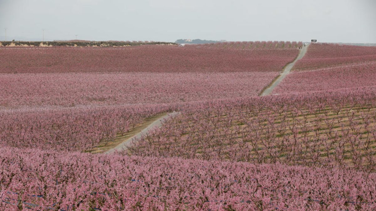 Camps florits a Aitona