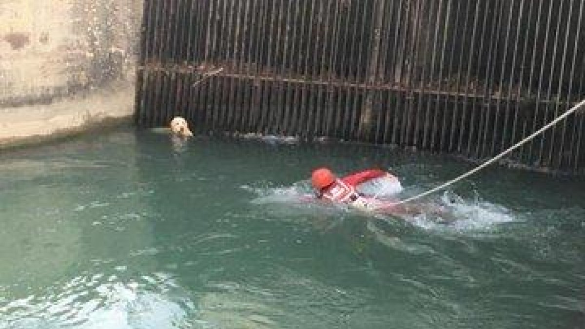 Rescatan un perro que se había caído al canal de Gavet de la Conca