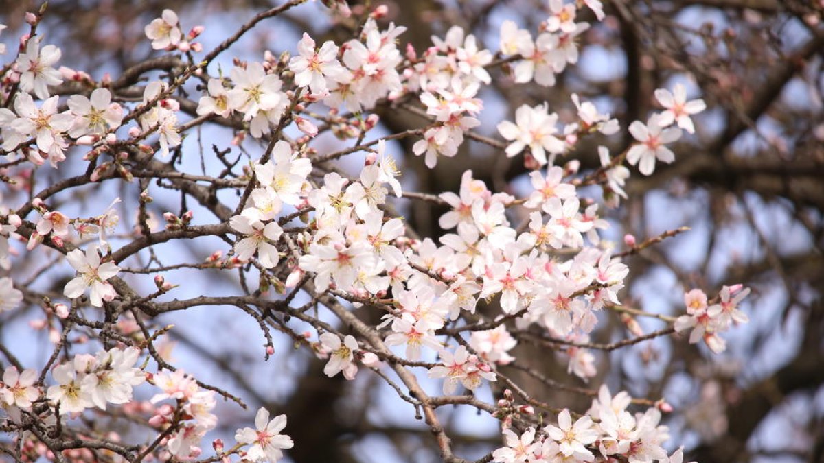 Els ametllers d’Ivars d’Urgell comencen a florir.