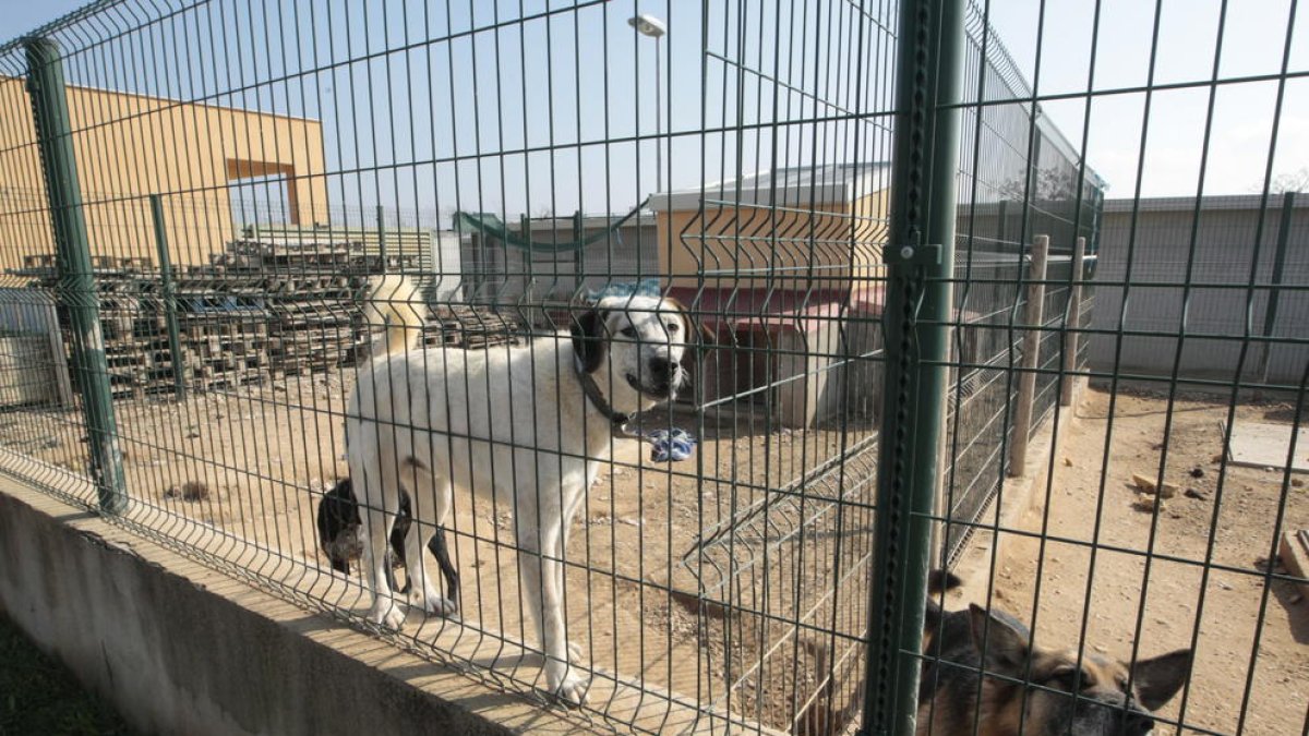 Las instalaciones de la ‘canera’ que ahora tiene 57 perros.