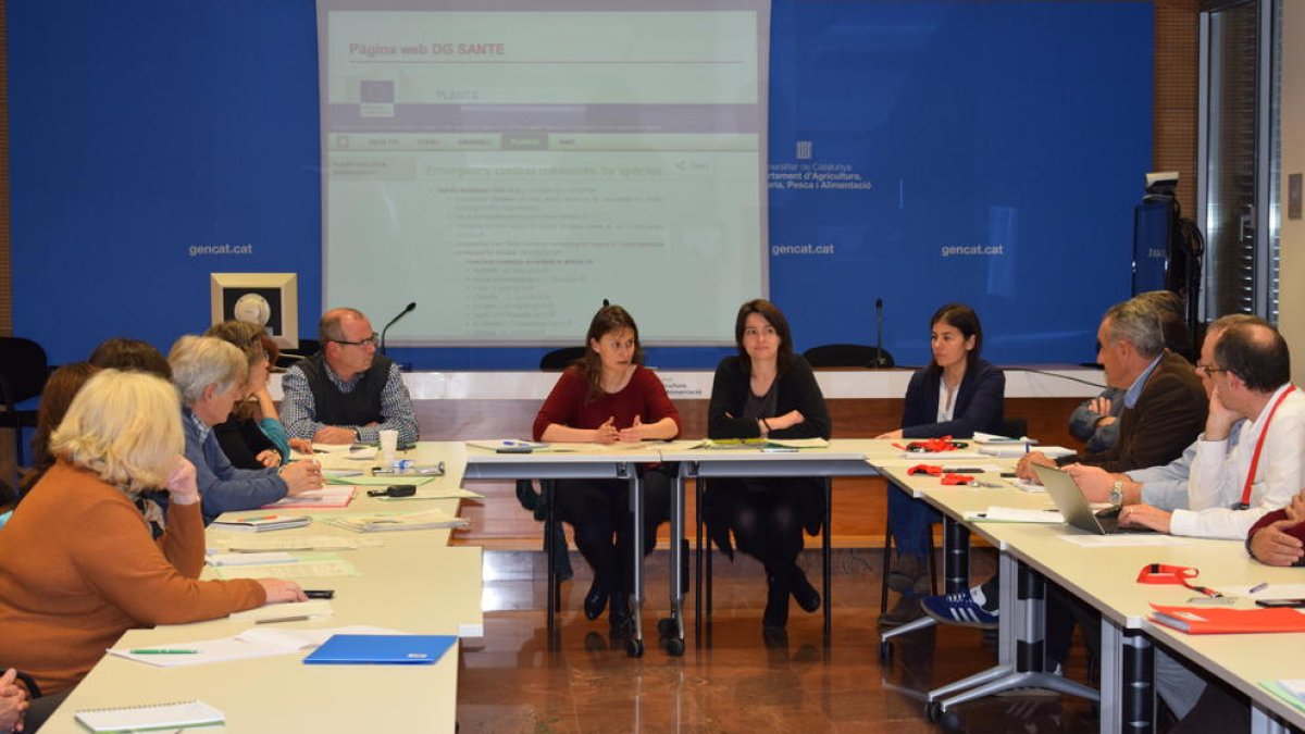 Imatge de la reunió sobre la plaga a la conselleria.