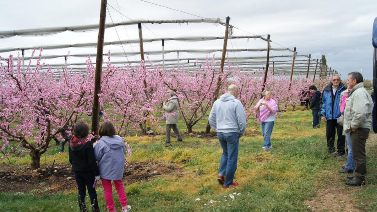 Promoció turística amb la floració de fruiters ■ L’ajuntament d’Alcarràs ha editat un vídeo amb el qual busca la promoció turística a través de la floració dels fruiters del municipi i que es divulga a través de les xarxes socials.