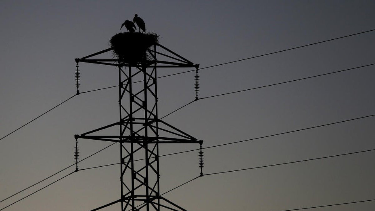 Imagen de tendido eléctrico sobre el que dos cigüeñas han colocado un nido.