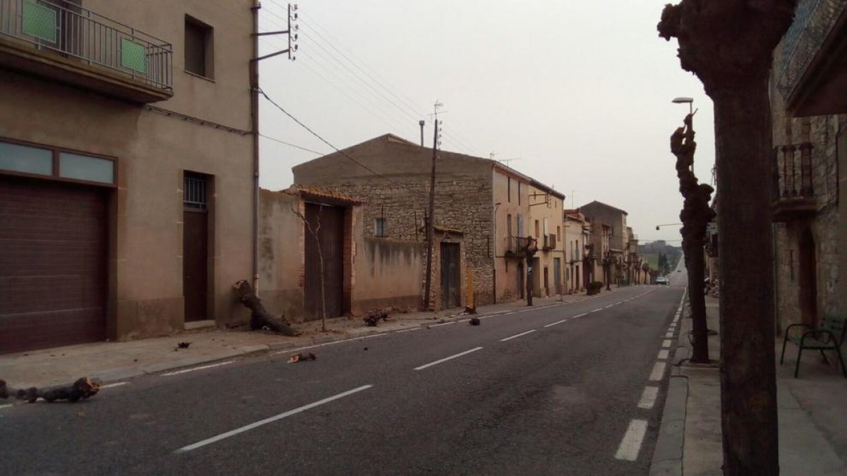 Imagen del resto de los árboles que arrancó.