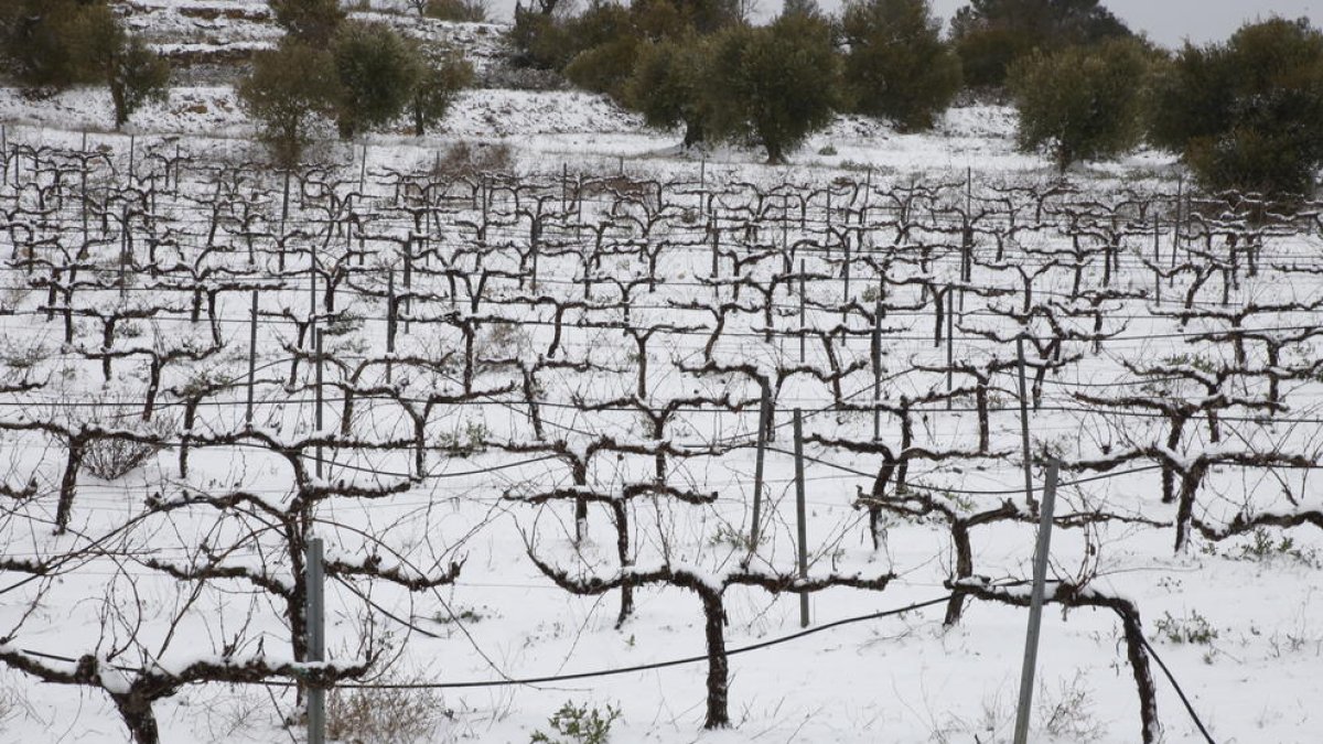 Un viñedo nevado en la salida de L’Albi.