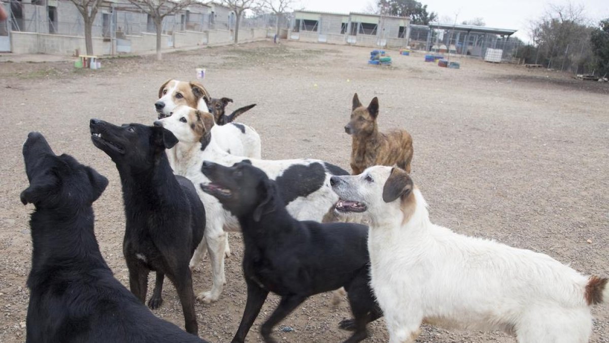 Algunos de los perros en las instalaciones de Tàrrega.