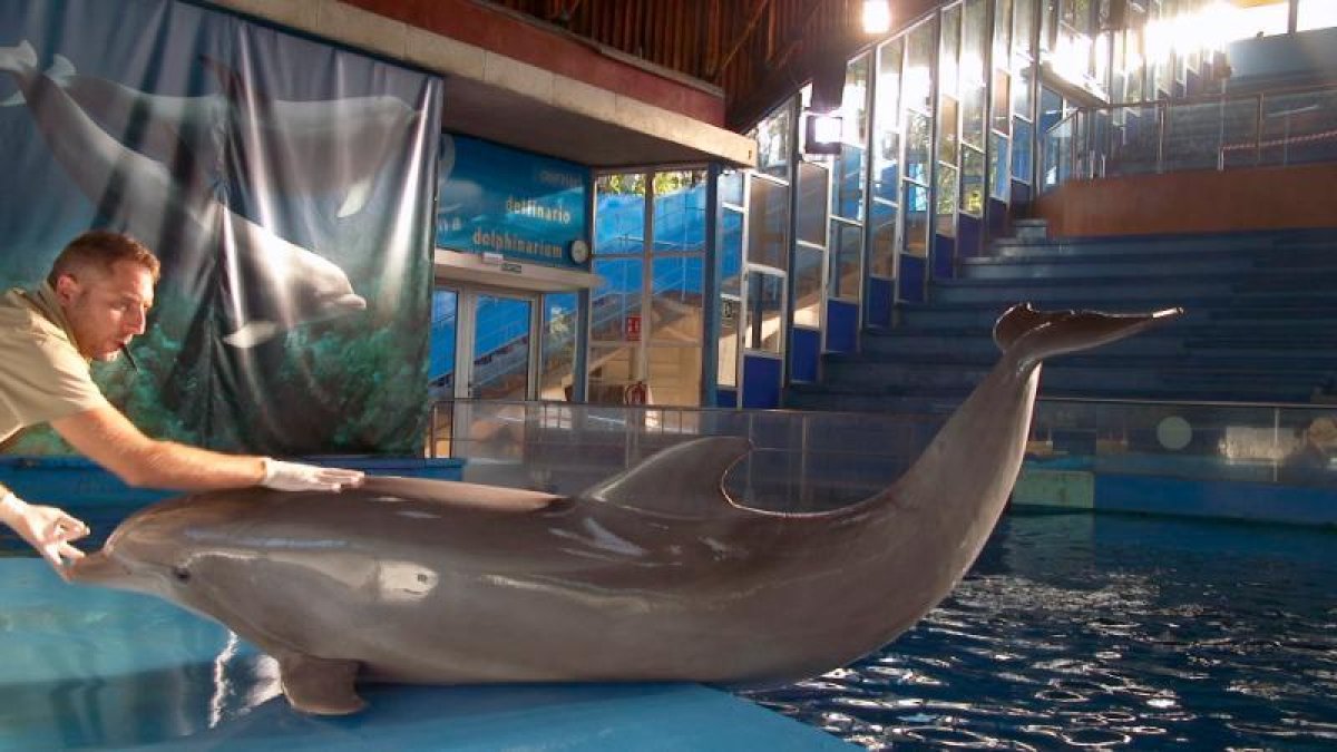 La vida en los zoos, en TV3