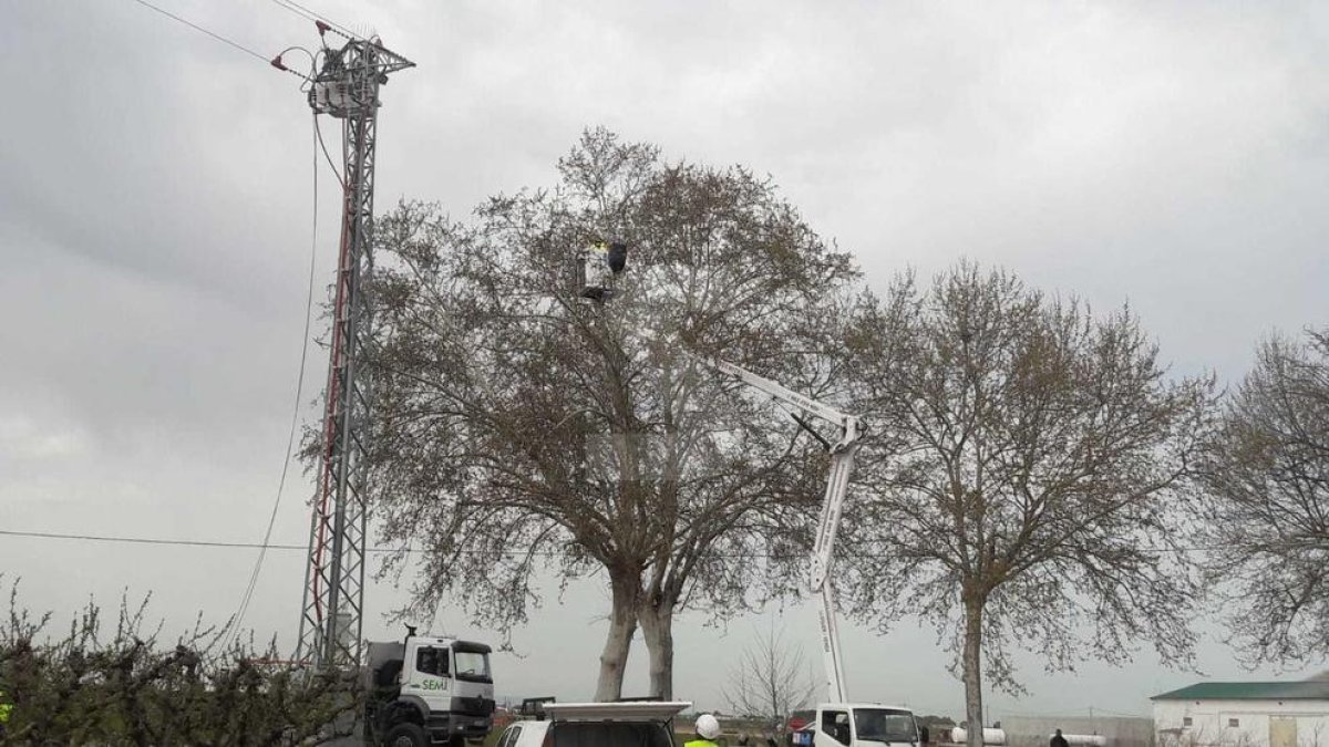 Traslladen un niu de cigonyes a Gimenells