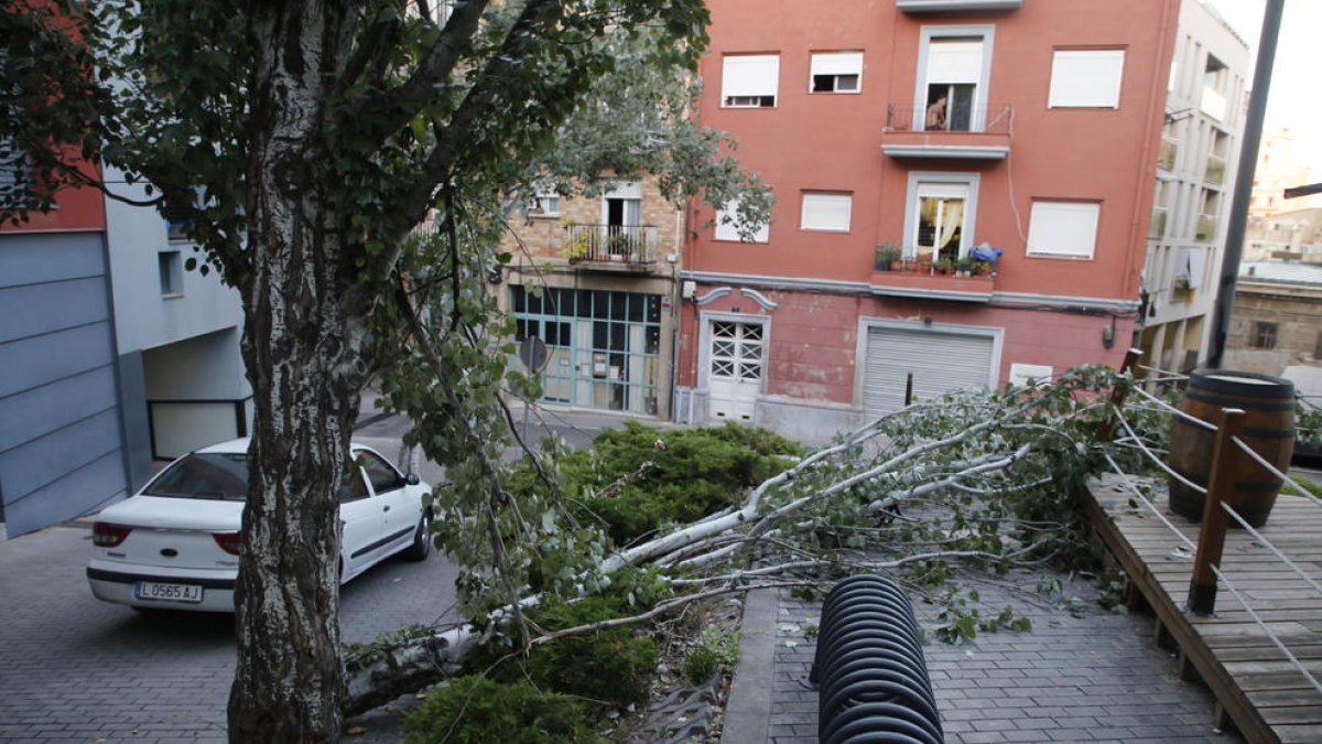 Cau un arbre de grans dimensions a prop de l'església de Sant Llorenç de Lleida