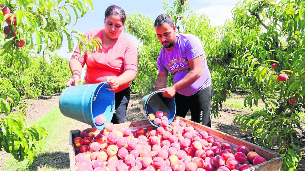 Afrucat preveu una reducció del 17% en la collita de préssec i nectarina
