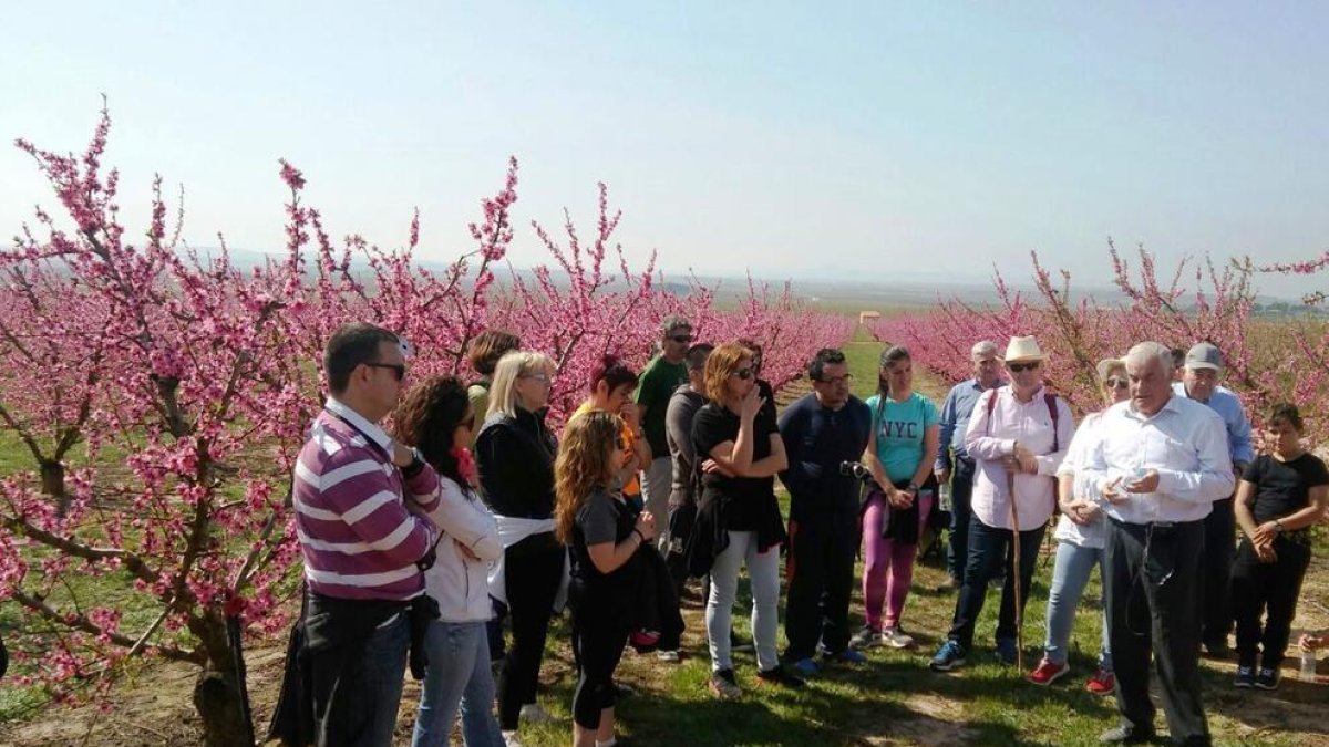 Imatge d’una de les visites guiades l’any passat a Torres de Segre per disfrutar de la floració.