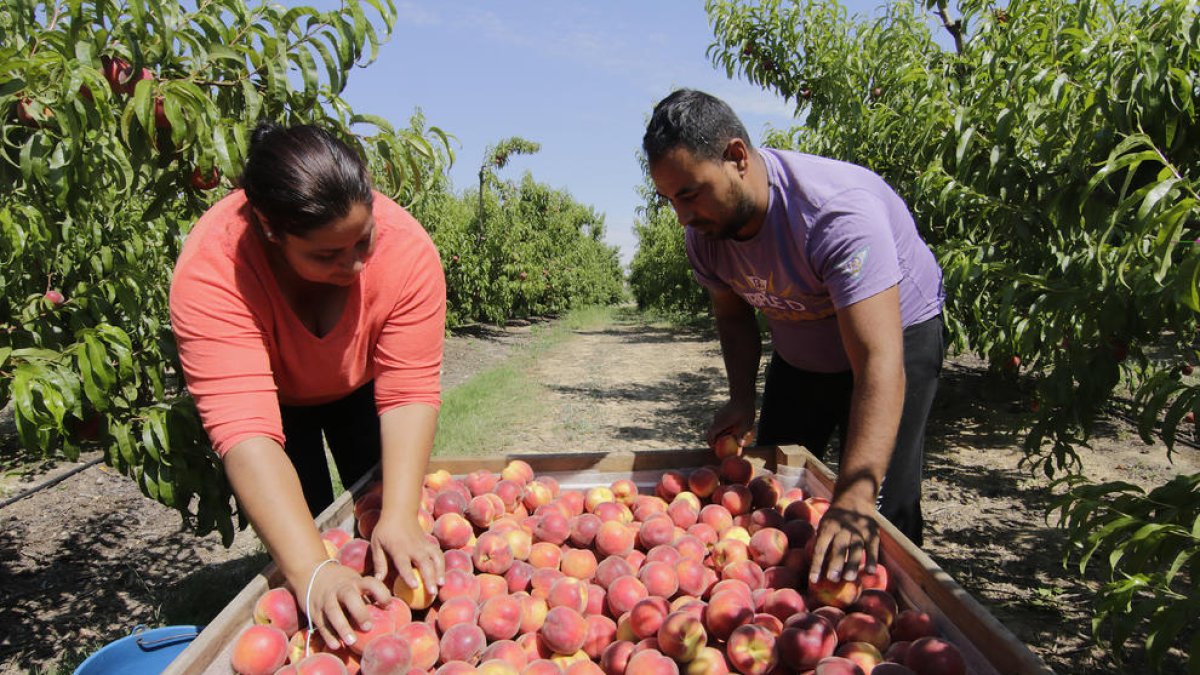Imagen del inicio de campaña de recolección de fruta de hueso en la provincia el pasado verano.