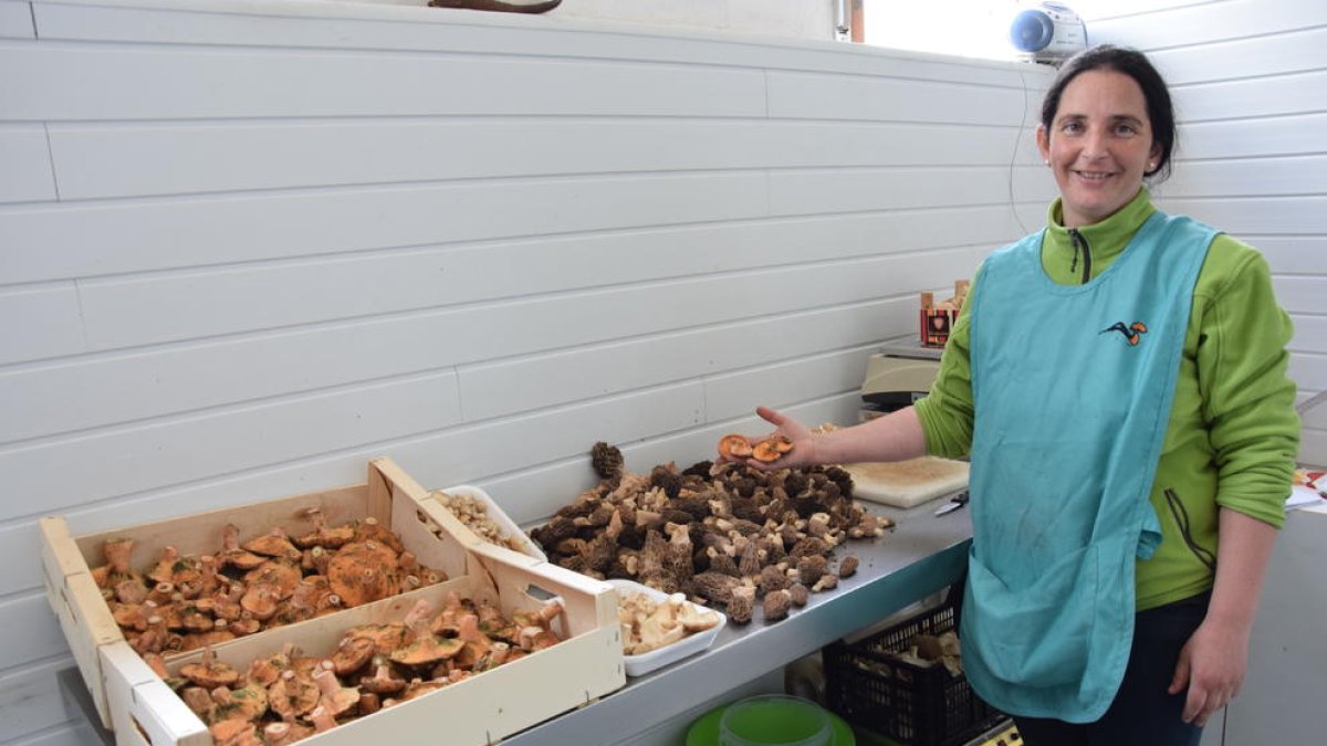 Primeros robellones en el Pirineo, que se llena de ‘boletaires’