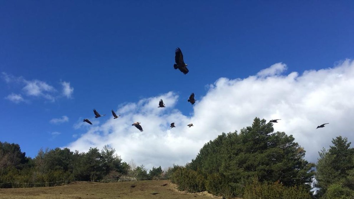 Una euga i el seu poltre, sota una bandada de voltors dilluns passat a Tornafort.