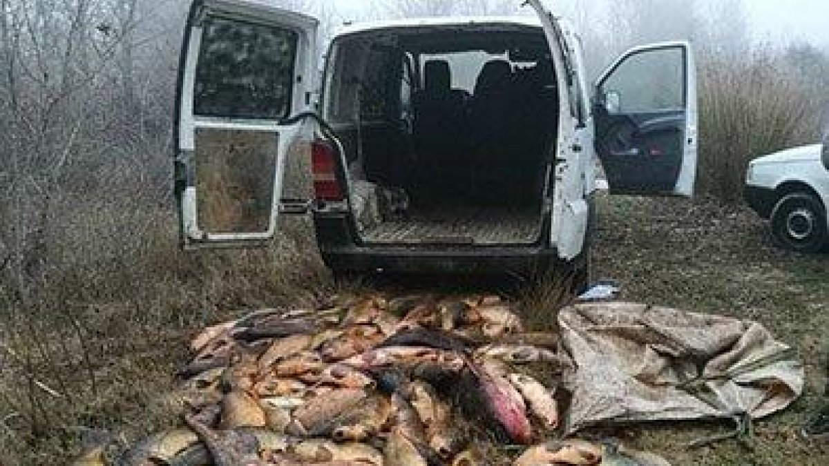 Decomís rècord a dos pescadors furtius a l'embassament d'Utxesa