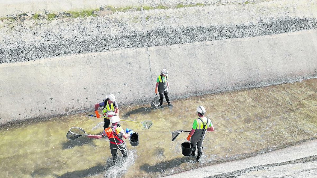 Tècnics duent a terme el rescat amb pesca elèctrica.