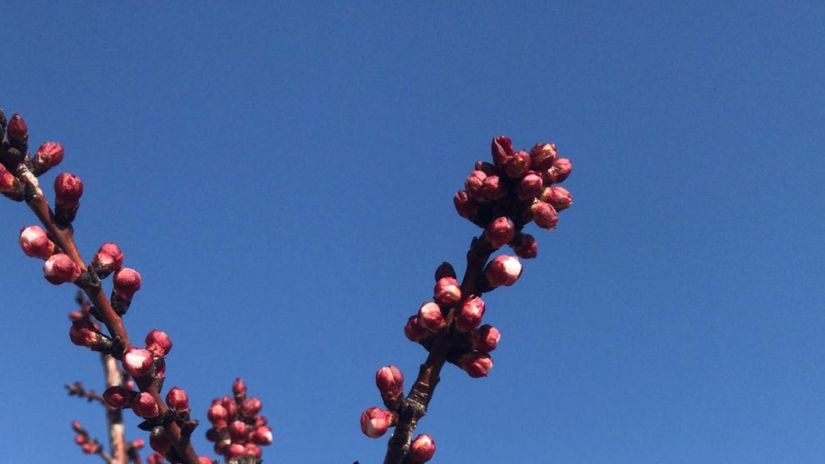 Las altas temperaturas aceleran floraciones diez días