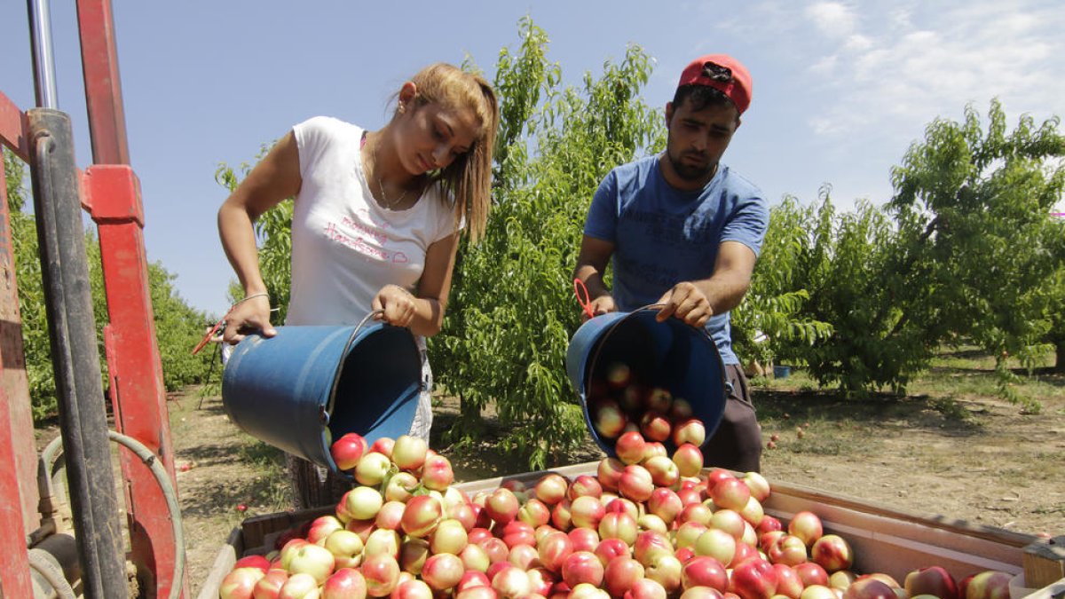 Imagen de archivo de cosecha de fruta de hueso en una finca leridana.