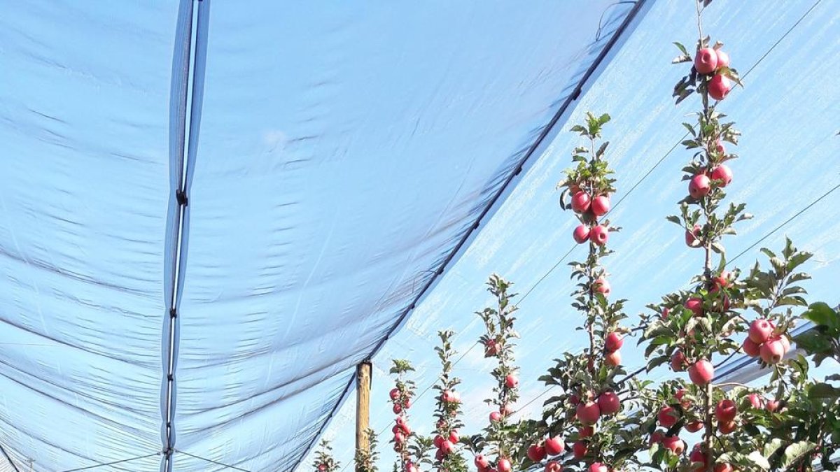 Labores de recogida de manzana de la variedad Pink Lady ayer.