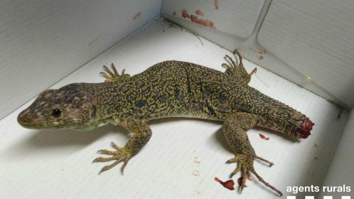 El lagarto herido fue trasladado al Centro de Fauna de Vallcalent.