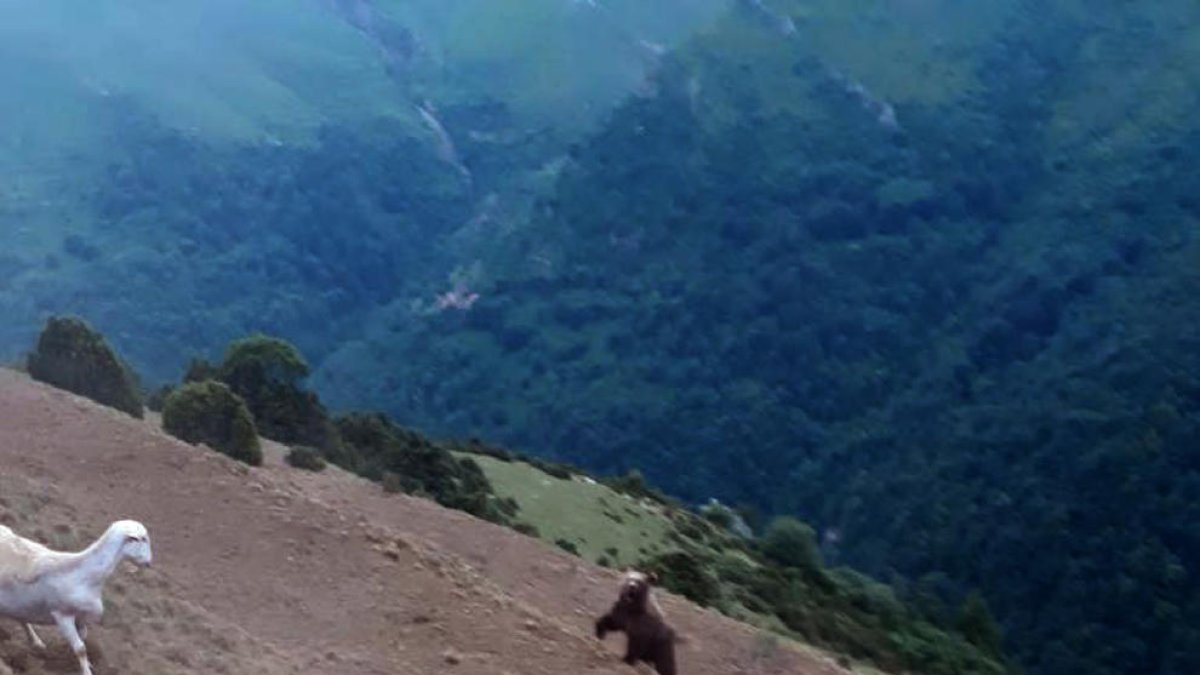 Imagen del oso y el rebaño de ovejas a la fuga en Montanui.