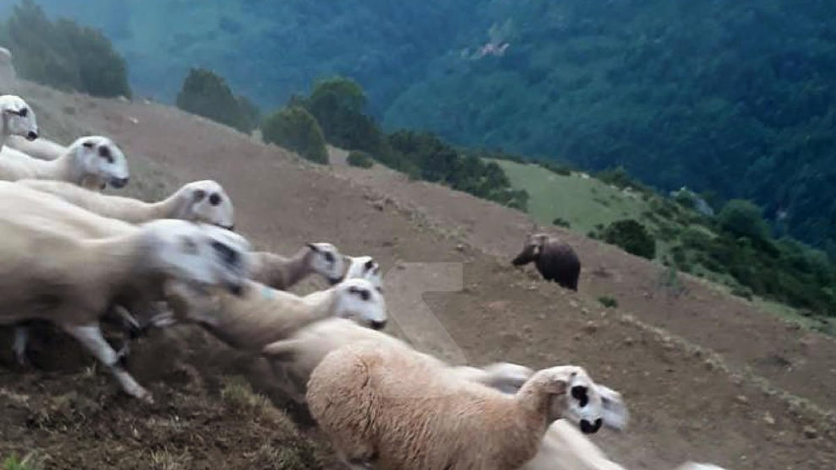 Oso en Castanesa