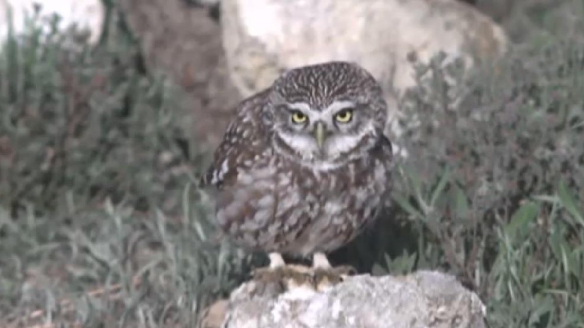 Els animals ‘regnen’ al 33