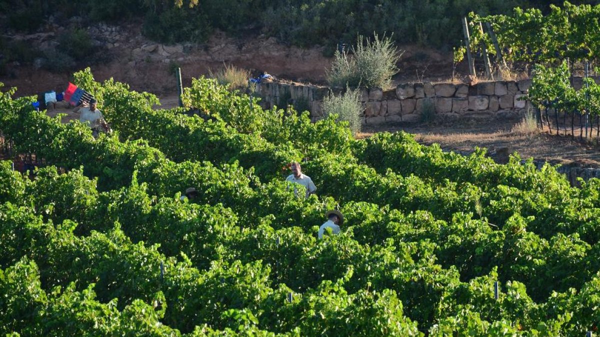 Verema als camps del celler Clos Pons.