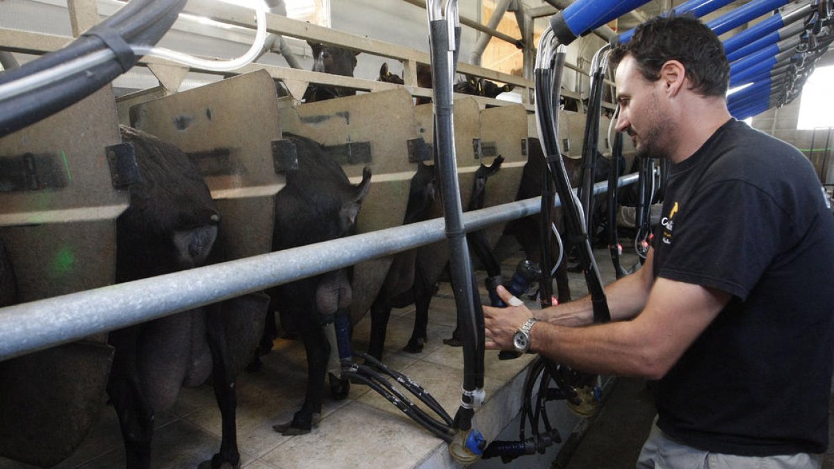Munyiment de cabres a les instal·lacions de Cal Quitèria a Almacelles, ahir.