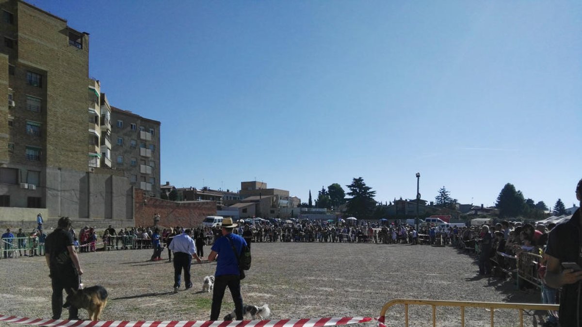 Una demostració de doma durant l’edició de l’any passat.