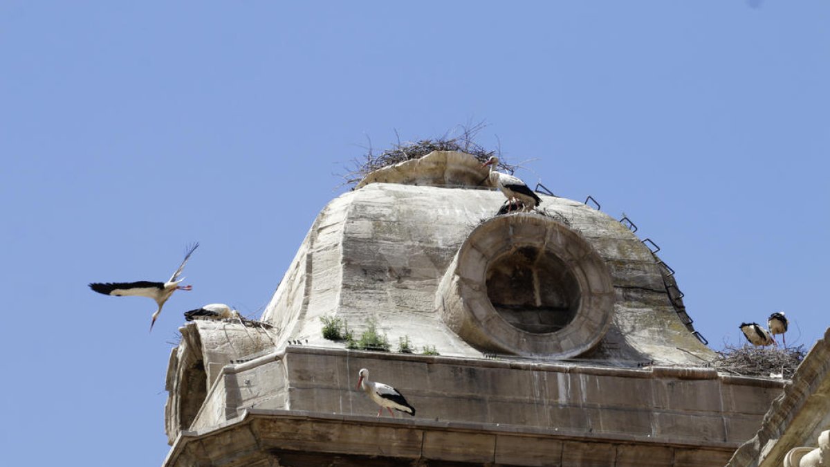 La Generalitat autoriza la retirada del último nido de cigüeñas de la Catedral de Lérida