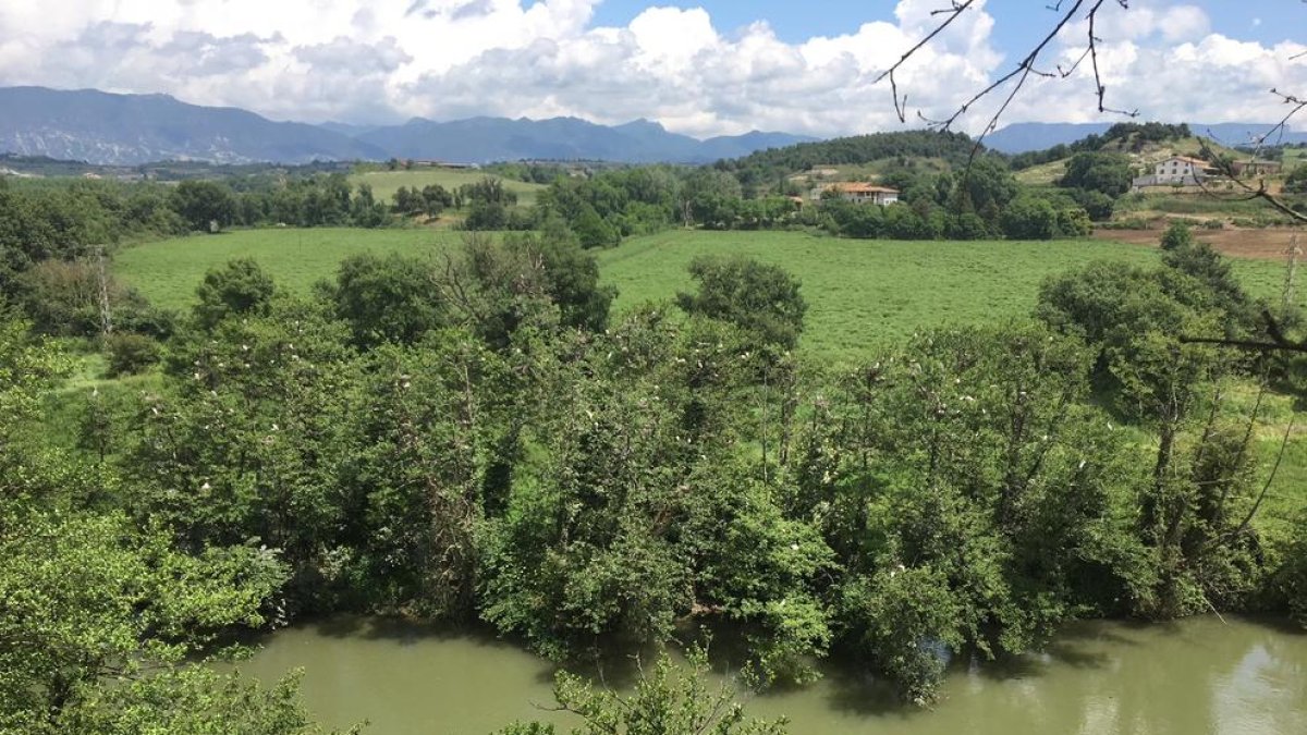 Un nou projecte europeu protegirà boscos de ribera a l'Alt Segre