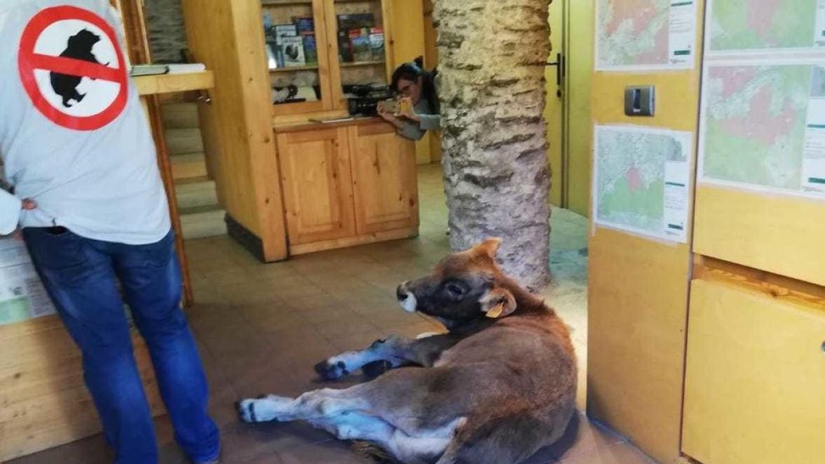 Ganaderos del Pirineo dejan un ternero herido en una oficina de la Generalitat como protesta por los ataques de hueso