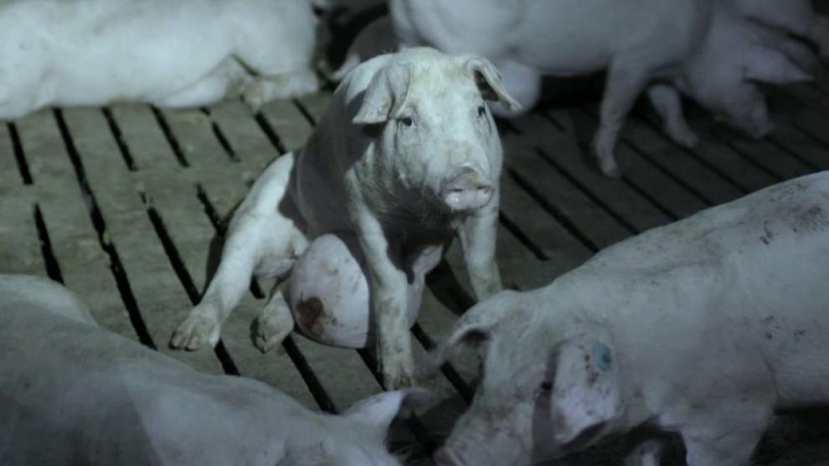 ElPozo Alimentación es desvincula de la granja de la polèmica a la televisió