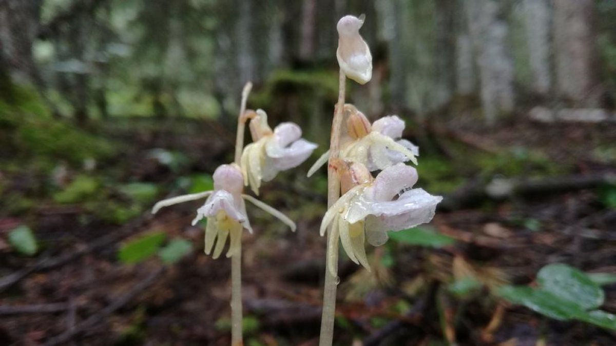 Imagen de la orquídea detectada en el valle de Santa Magdalena.