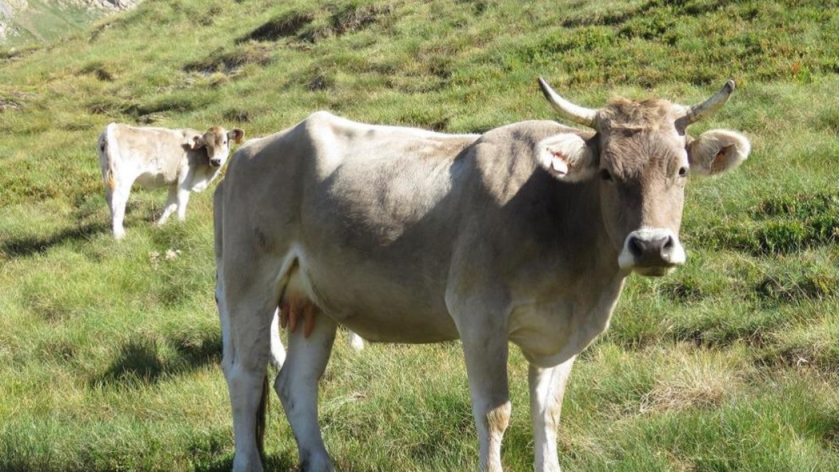 Ipcena reclama a la UE investigar si hay desvío de fondos en el Piroslife