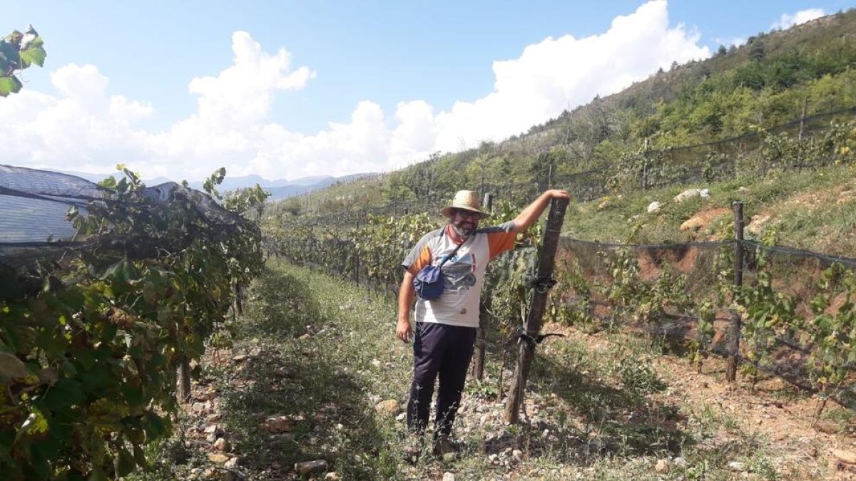 Las 22.200 cepas están plantadas a 1.200 metros de altitud en Riu de Cerdanya.