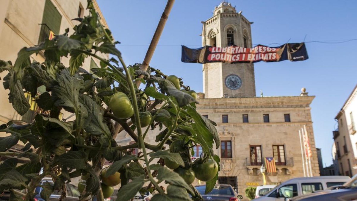 Imagen en primer plano de la tomatera y, al fondo, la Paeria de Cervera y Santa Maria.