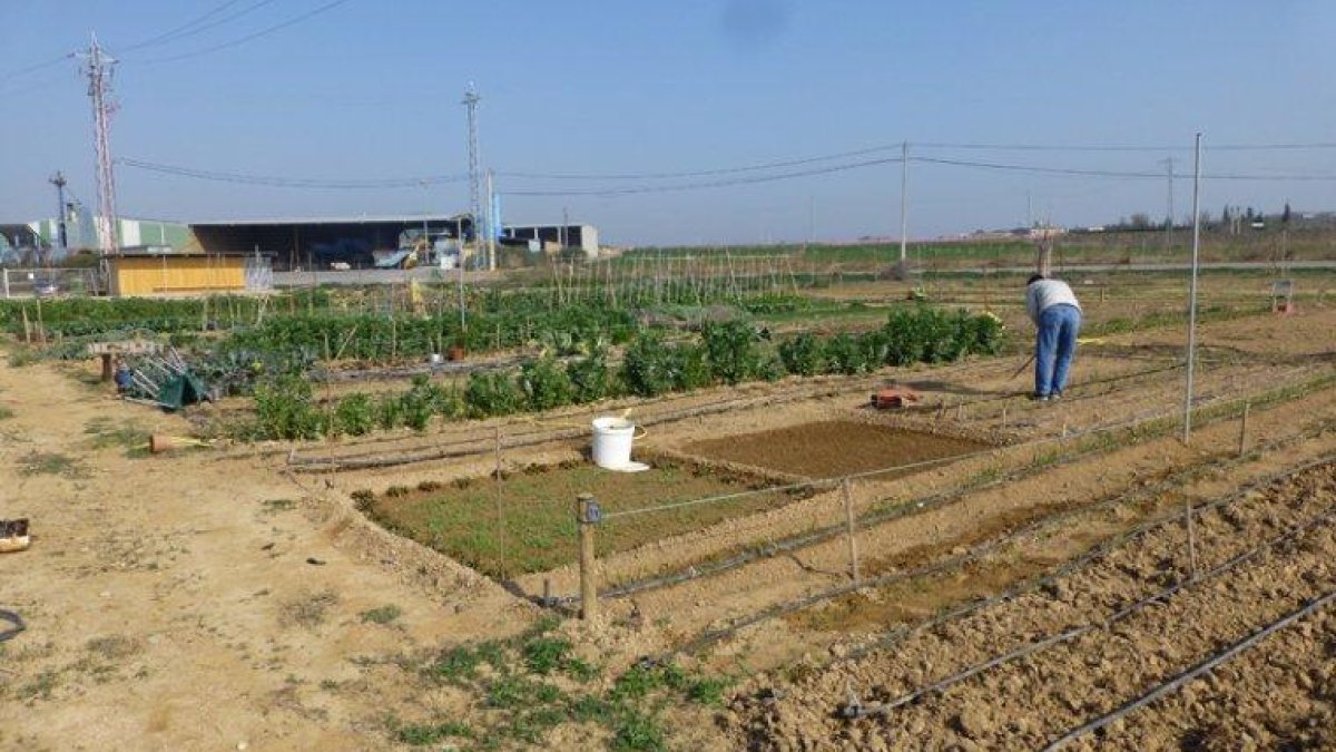 Imagen de archivo de un huerto de Alcarràs.