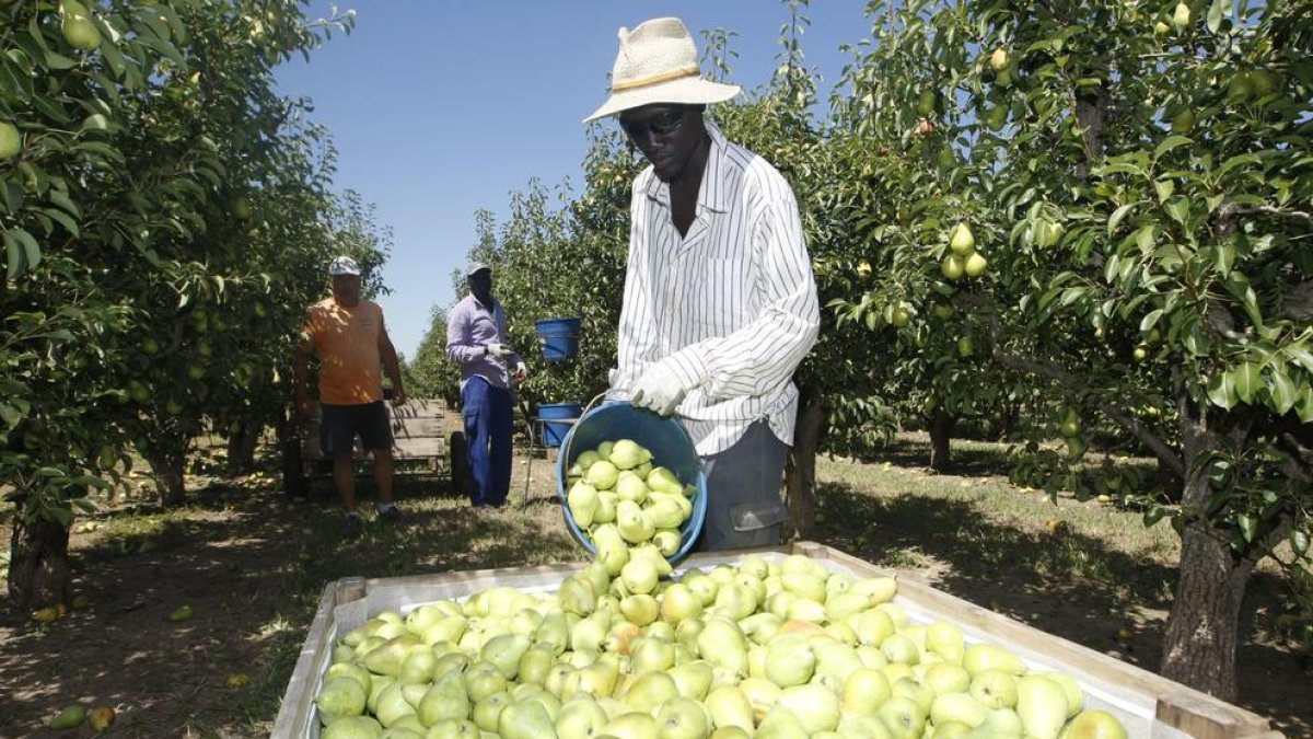 Trabajadores del campo recogiendo pera Limonera en Lleida.